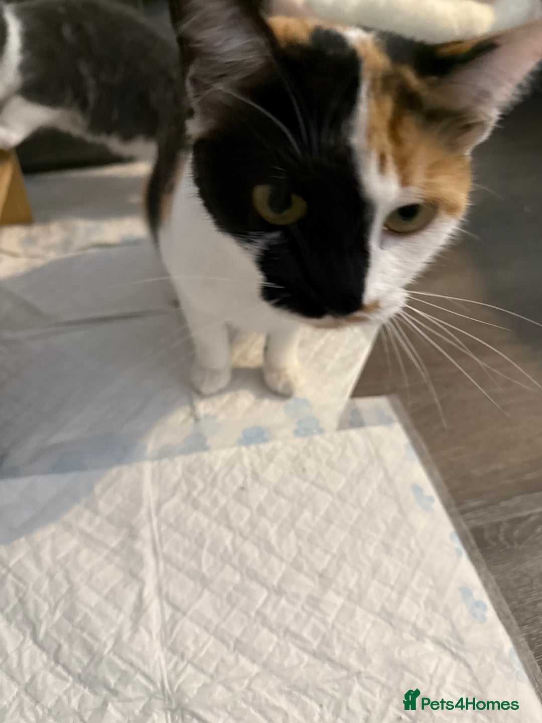 Mixed Breed cats for sale: Kittens - Image 6