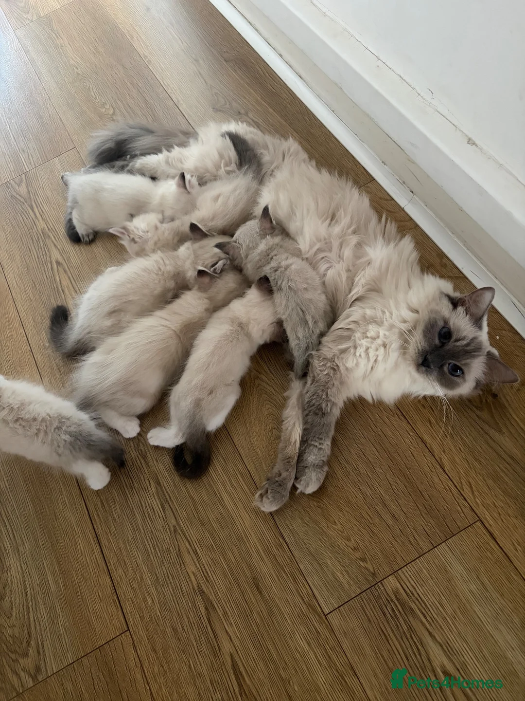 Ragdoll cats for sale: Beautiful Ragdolls  - Advert 2