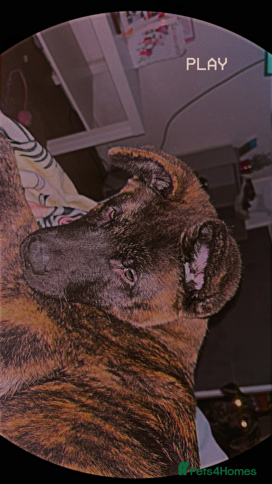 Mixed Breed dogs for sale: Bear, 5 month old brindle Akita x german shepherd  - Advert 3