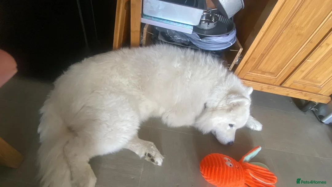 Samoyed dogs for sale: Samoyed bitch 4 years old - Advert 5