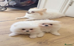 Pomeranian dogs for sale: Pomeranians of the original breed  - Image 13