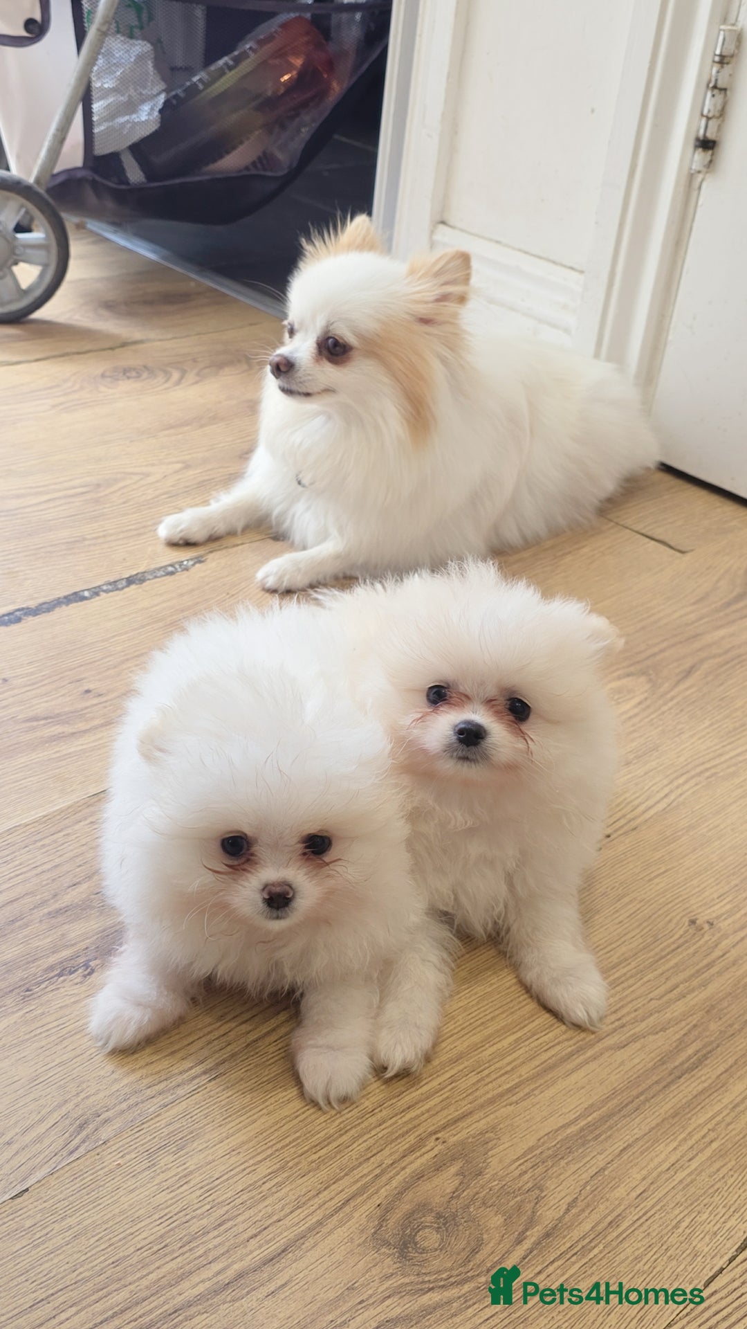Pomeranian dogs for sale: Pomeranians of the original breed  - Image 13
