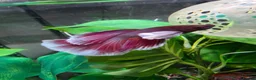 Bettas fish for sale: Full betta setup - Advert 4