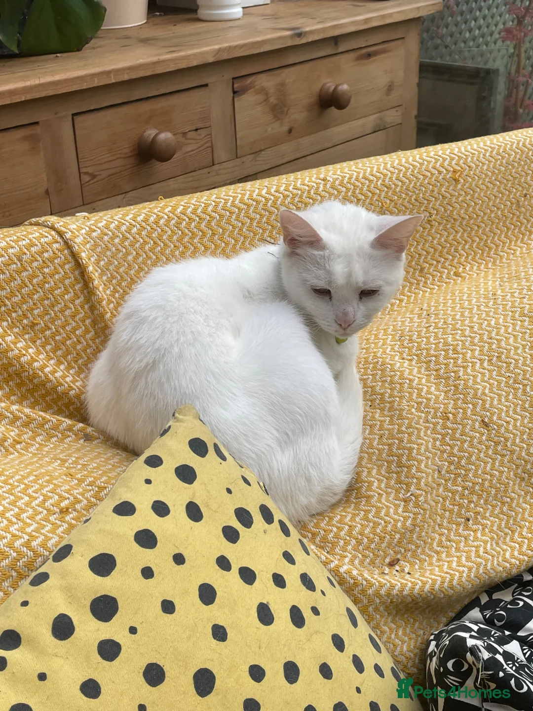 British Shorthair cats for sale: White kitten - Advert 2