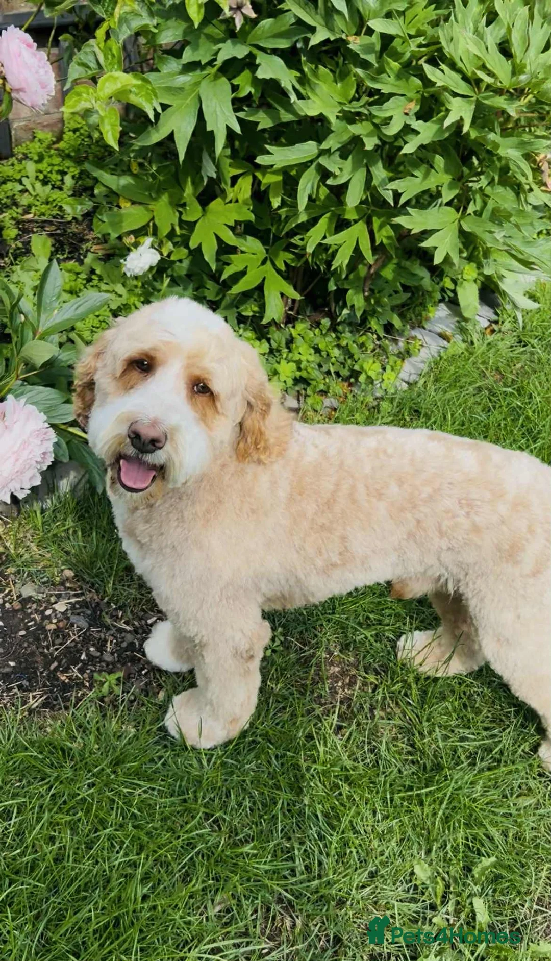 Mixed Breed dogs for sale: Australian Double doodle puppies  - Advert 3