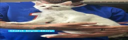 Maine Coon cats for sale: White Maine Coon Boy Kittens Ready NOW.  - Advert 1