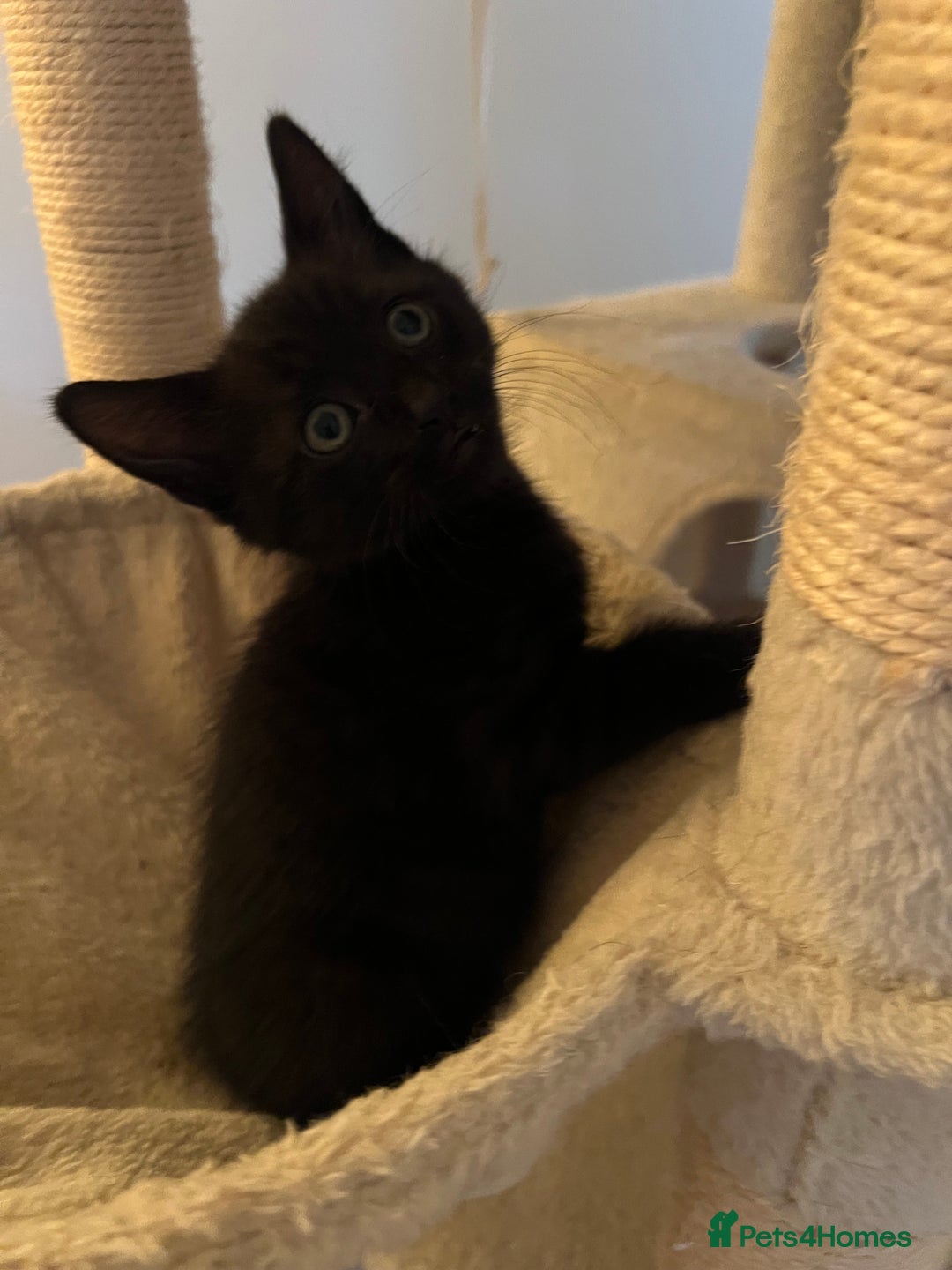 Mixed Breed cats for sale: Selling Black Male Kitty  - Advert 5