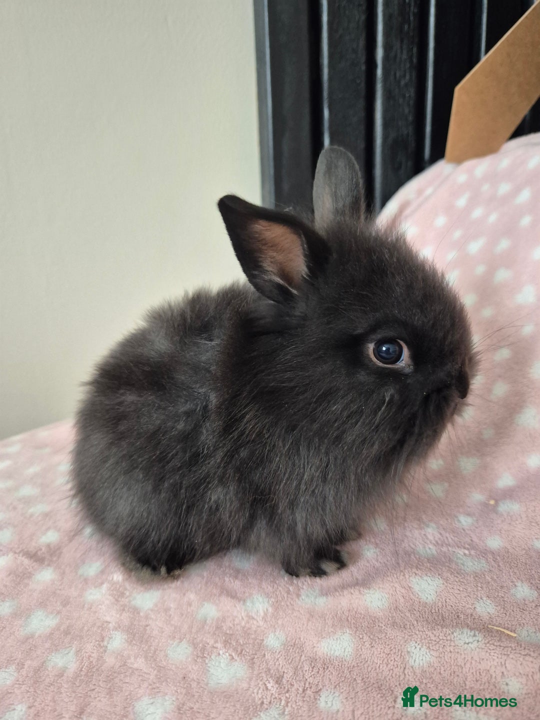 Mini Lion Lop rabbits for sale: 8 Beautiful Lion Lop Bunnies available to reserve. - Image 10