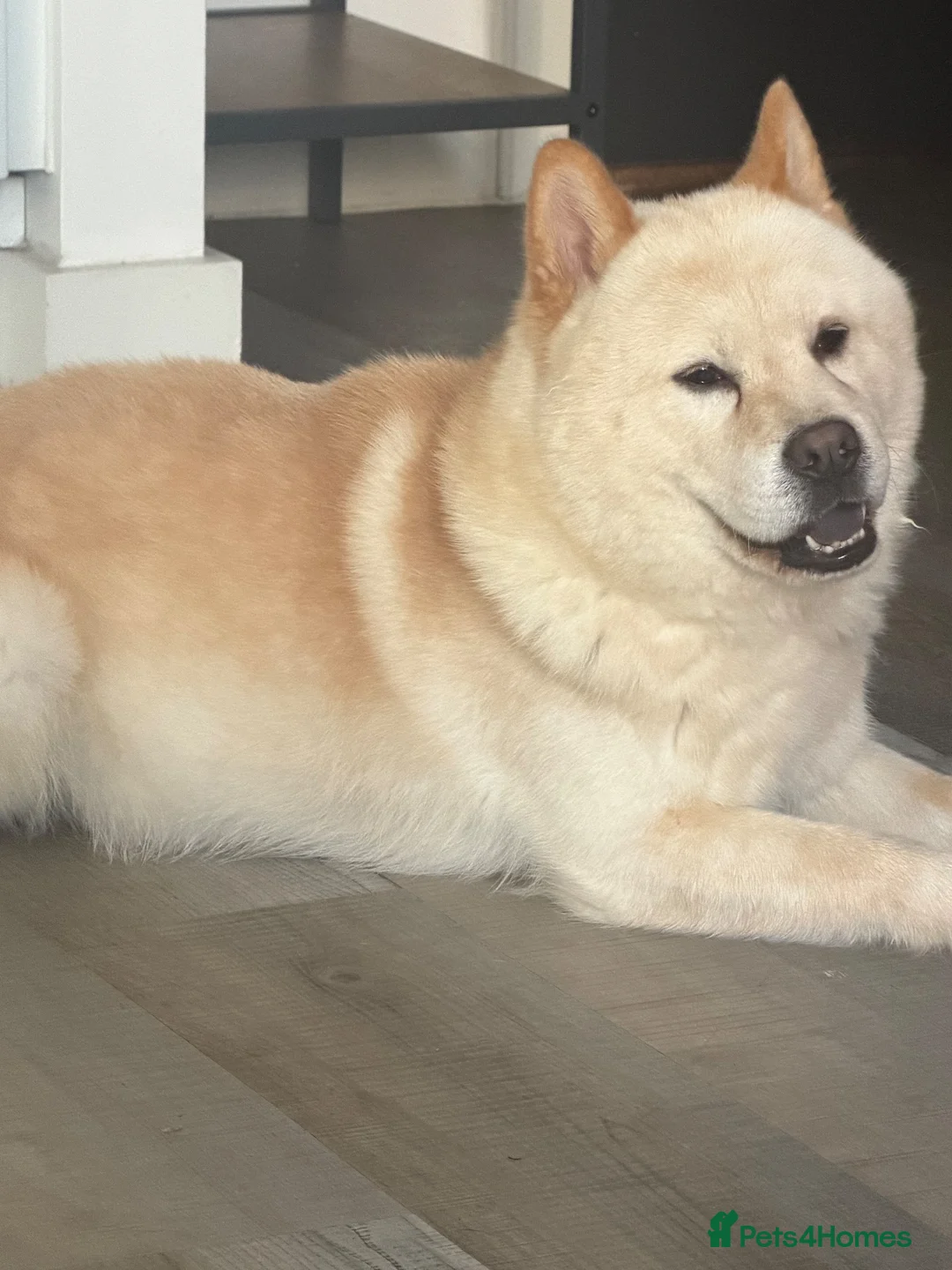 Mixed Breed dogs for sale: Husky and chow chow hybrid 1 year old  - Advert 2