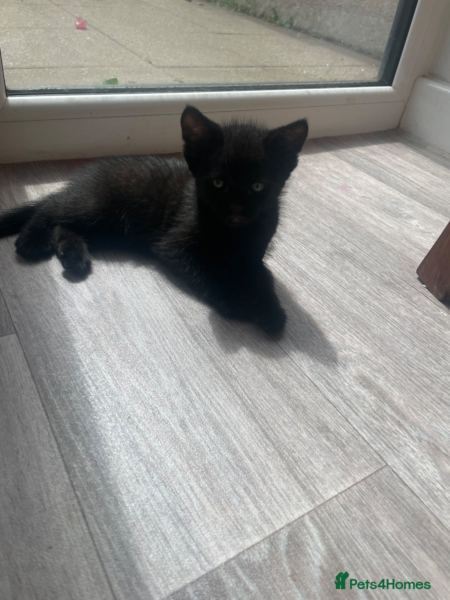 Mixed Breed cats for sale:  Black/dark brown mackerel tabby - Advert 5