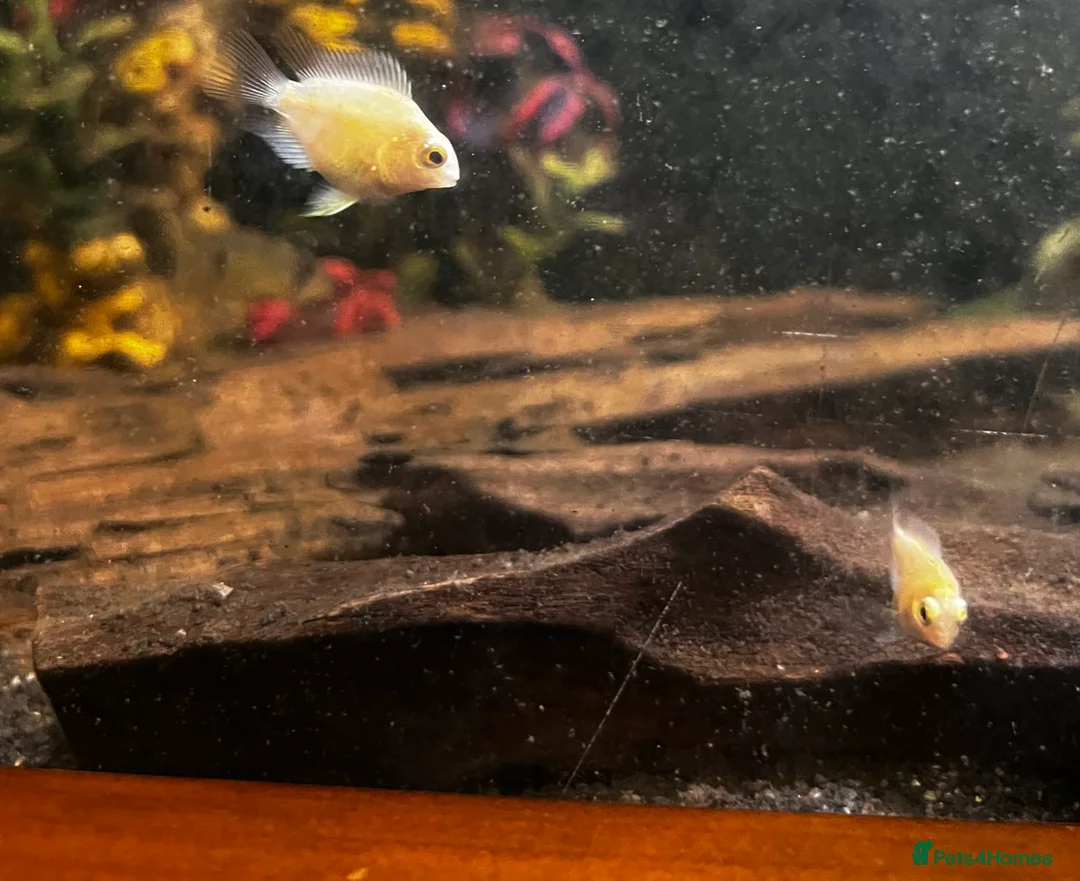 Other/Mixed Breed fish for sale: Jaguar Cichlid, Parrot fish, silver dollars - Advert 5