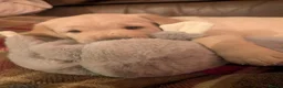 Goldador dogs for sale: F1 cream goldador boy puppy - Advert 7