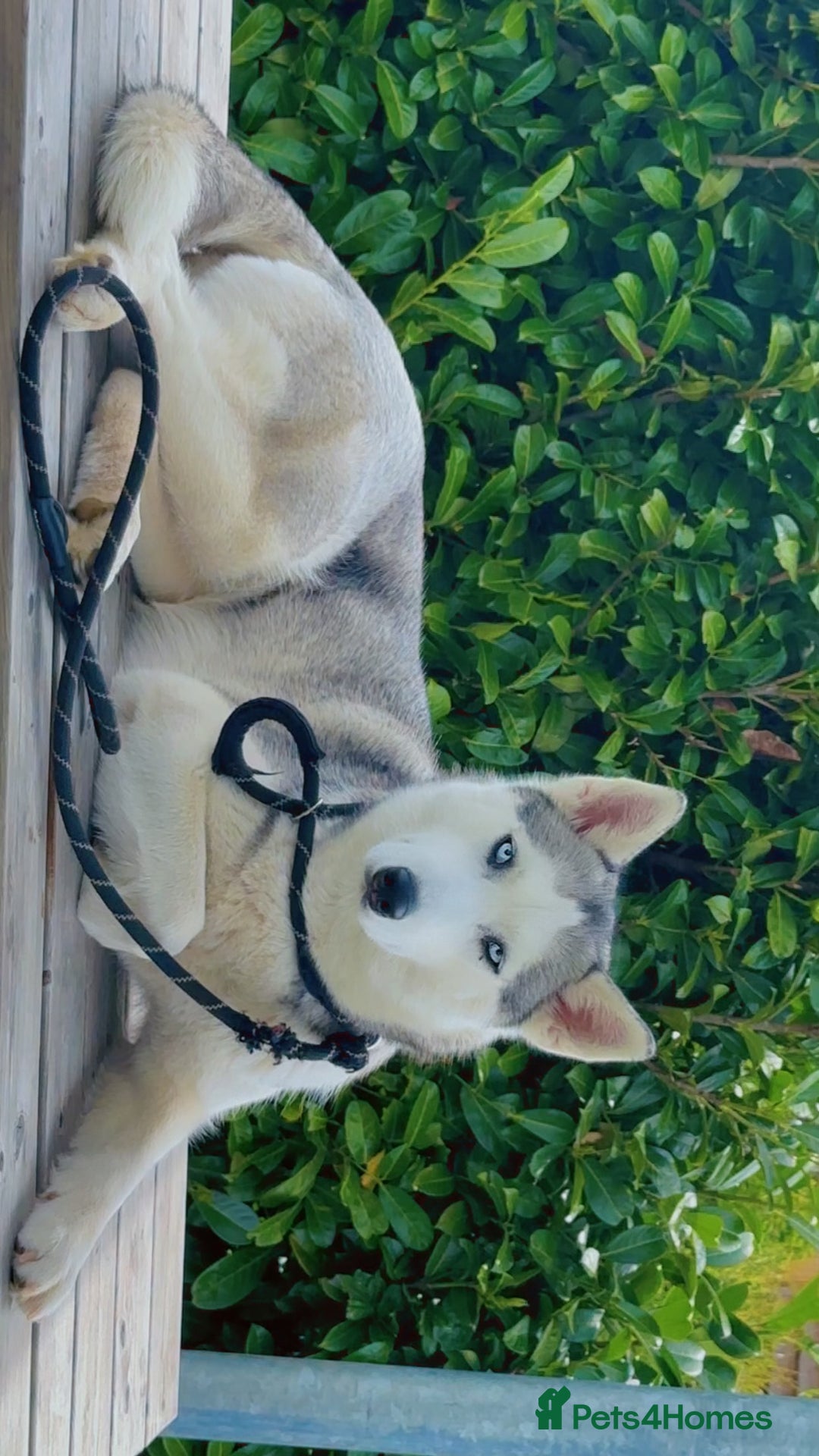 Siberian Husky dogs for sale: Beautiful Blue Eyes Siberian Huskies  - Image 5