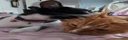 Mixed Breed cats for sale: Young adult Ginger male cat looking for new home - Advert 2