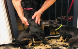 Mixed Breed dogs for sale: Stunning Wheaton bull cross girls - Image 2