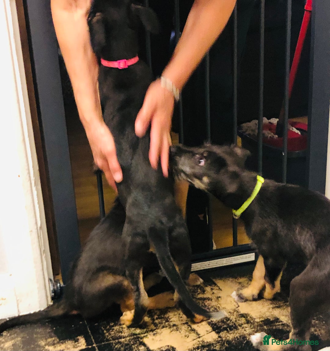 Mixed Breed dogs for sale: Stunning Wheaton bull cross girls - Image 2
