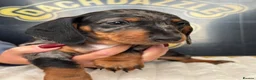 Dachshund dogs for sale: Kc standard dachshund puppy - Advert 9