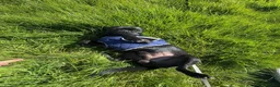 Chihuahua dogs for sale: Solid black chihuahua  - Advert 3
