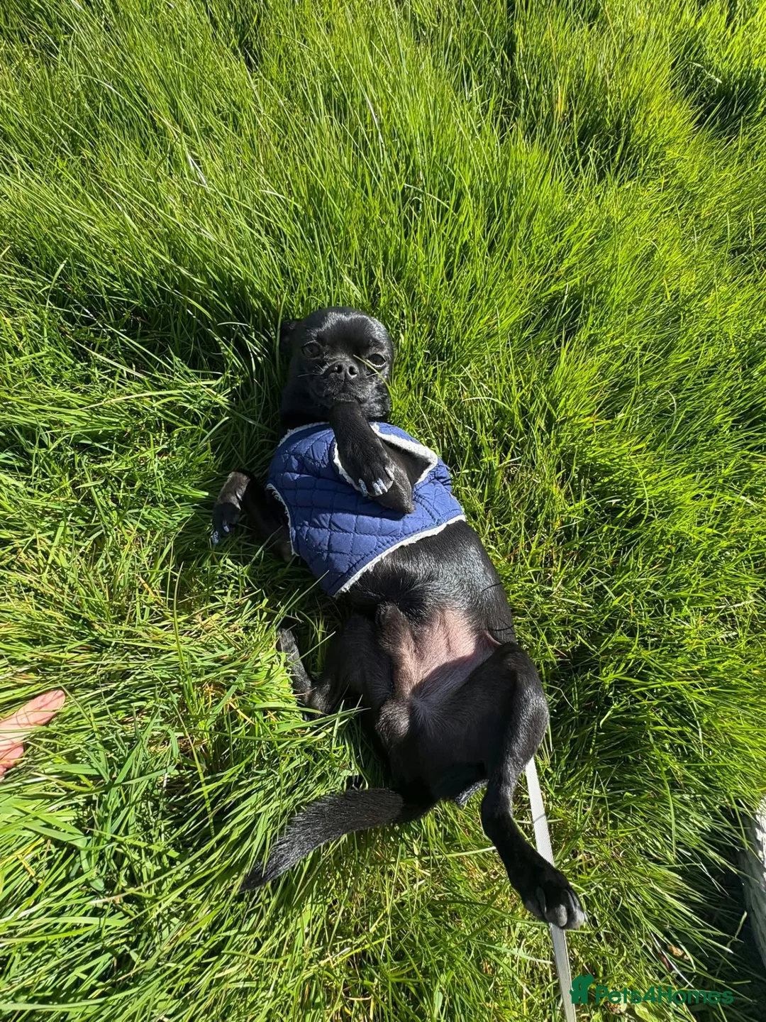 Chihuahua dogs for sale: Solid black chihuahua  - Advert 3