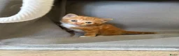 Mixed Breed cats for sale: 4 Ginger Male Kittens from 7th of September  in London - Advert 22