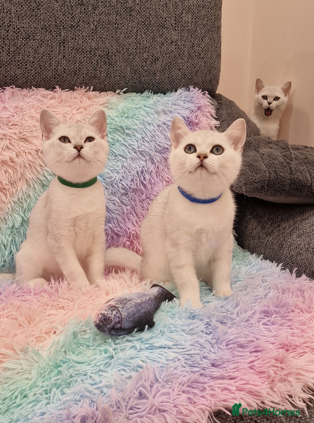 British Shorthair cats for sale: British Shorthair Silver Chinchilla  - Image 2