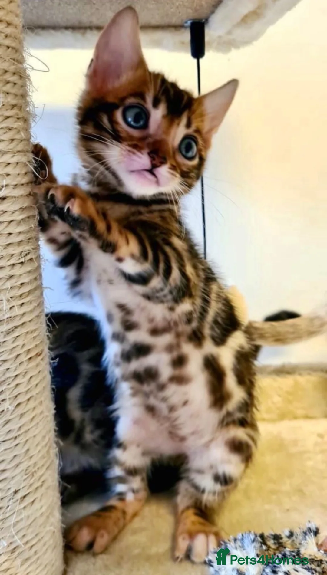 Bengal cats for sale:  STUNNING TICA REGISTERED BENGAL QUEEN NALA 🤎🐆 - Advert 6