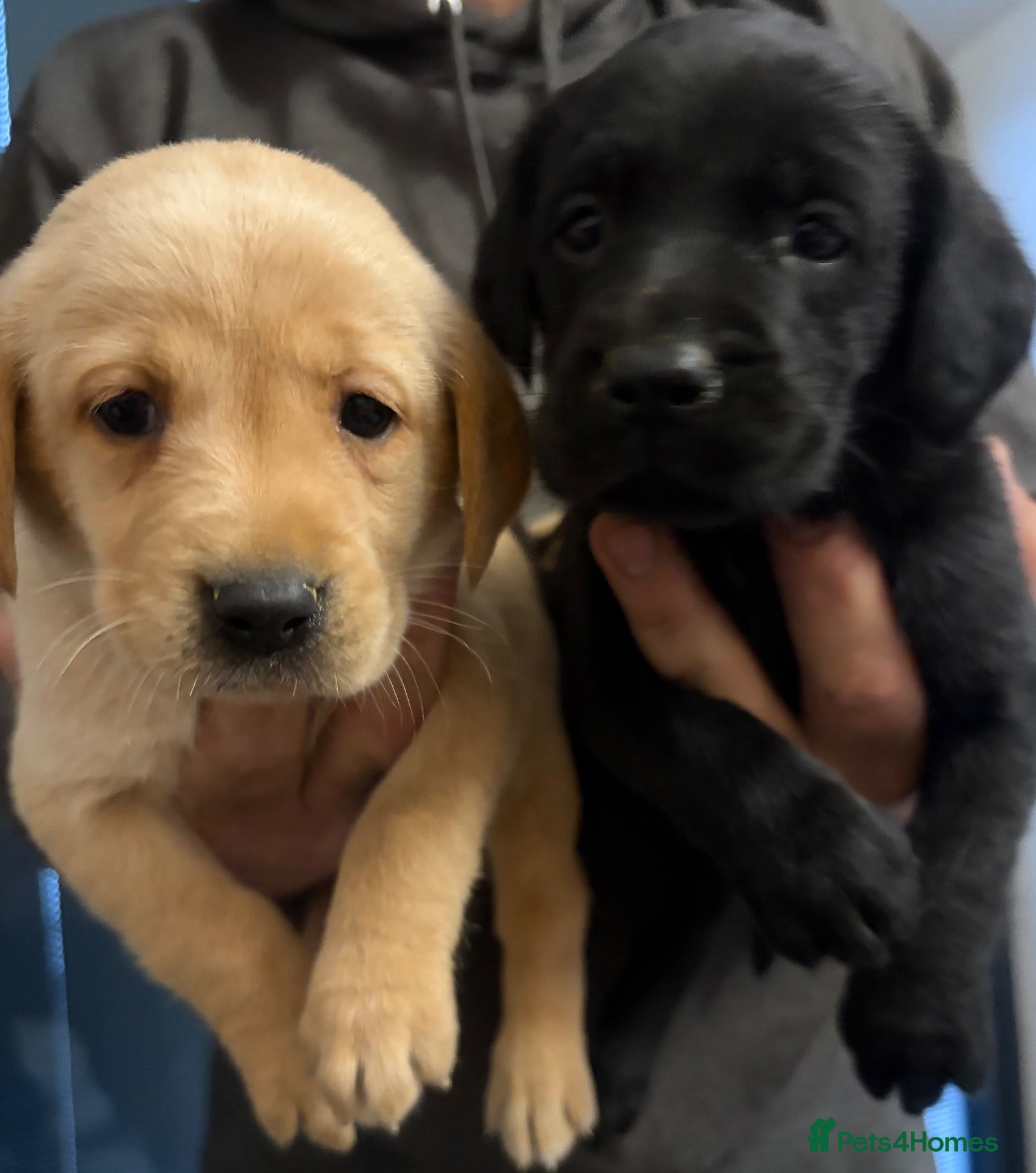 Labrador Retriever dogs KC Labradors puppies  - Advert 9