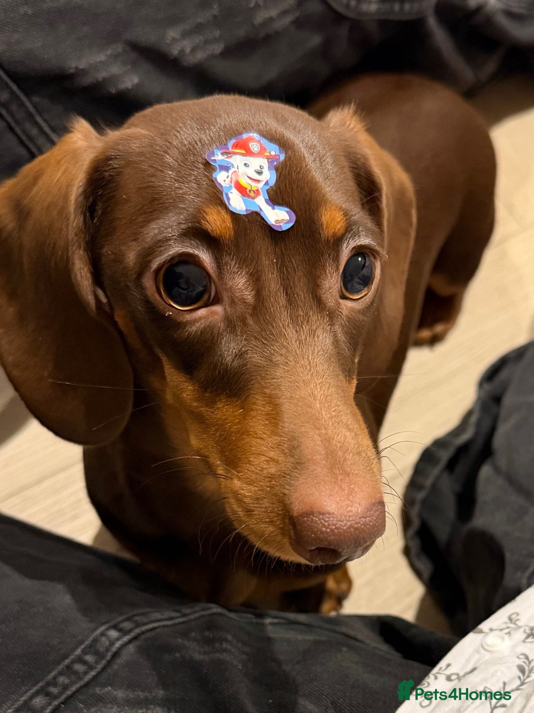 Dachshund dogs for sale: Adorable, Affectionate Dachshund Puppy for Sale🥰 - Advert 1