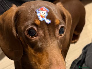 Dachshund dogs Adorable, Affectionate Dachshund Puppy for Sale🥰 - Advert 5