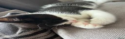 Domestic Shorthair cats for sale: Kitten in Doncaster - Advert 4