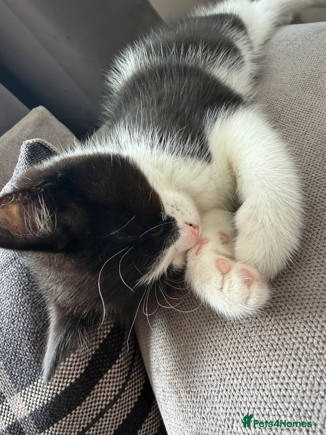 Domestic Shorthair cats for sale: Kitten in Doncaster - Advert 4