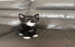Mixed Breed cats for sale: 3 beautiful kittens! - Image 11