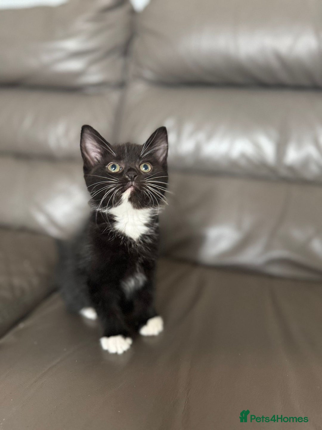 Mixed Breed cats for sale: 3 beautiful kittens! - Image 11