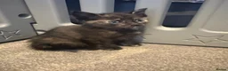 Mixed Breed cats for sale: Beautiful Kittens for sale  - Advert 11