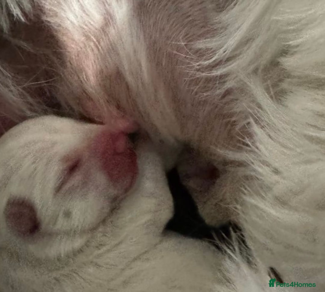 West Highland Terrier dogs for sale: Traditional Pedigree West Highland Terrier Pups  - Image 7
