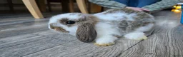 Mini Lop rabbits for sale: Mini lops  - Advert 2