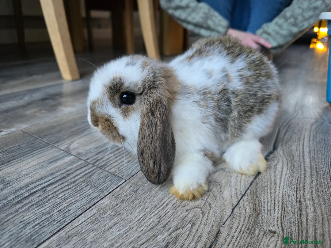 Mini Lop rabbits for sale: Mini lops  - Advert 2