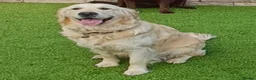 Golden Retriever dogs for sale: Golden retriever puppies for sale  - Advert 8