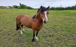 Other Breed horses for sale: 10.2 tony the pony - Image 5