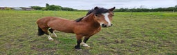 Other Breed horses for sale: 10.2 tony the pony - Advert 5