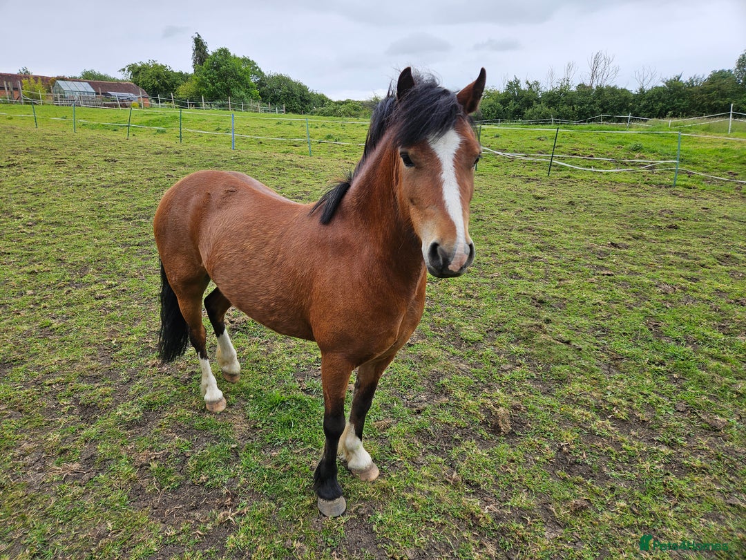 Other Breed horses for sale: 10.2 tony the pony - Image 5