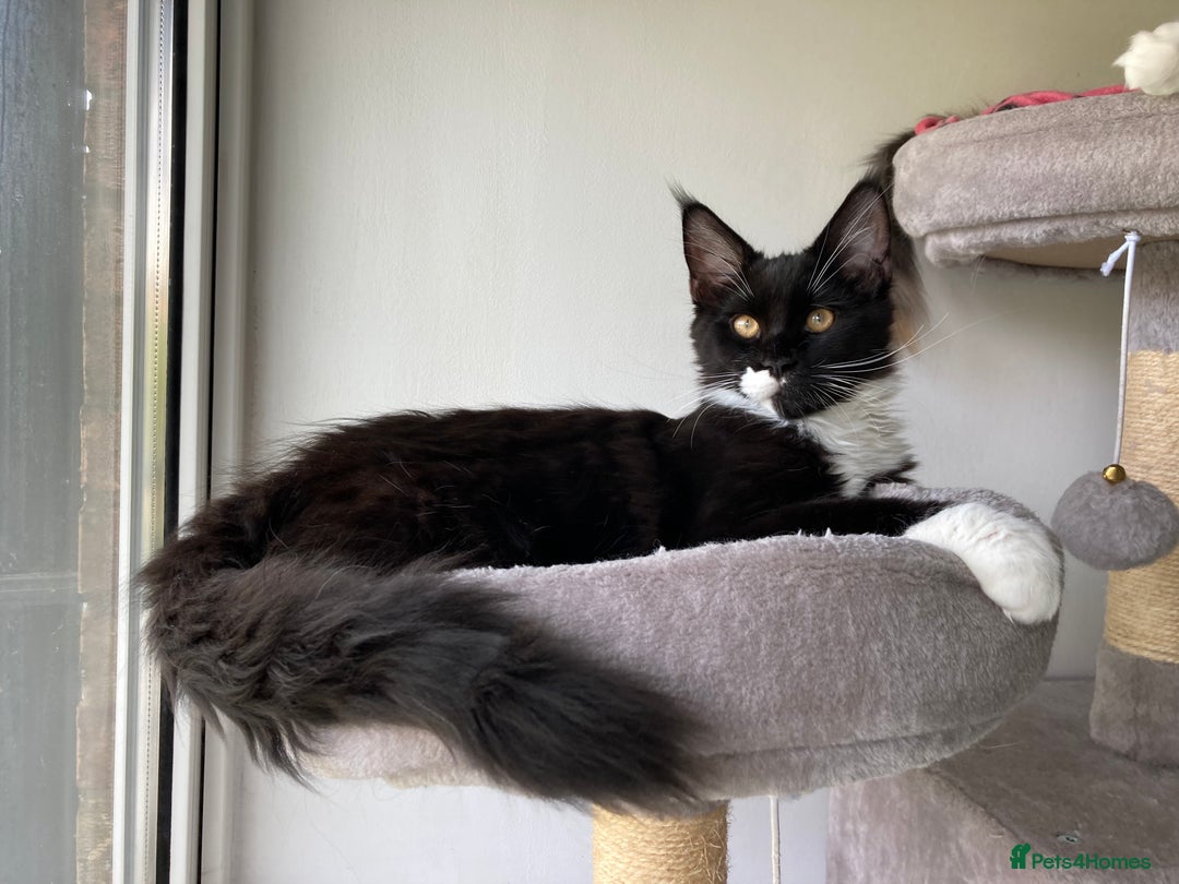 Maine Coon cats for sale: Pedigree Maine Coon Kittens (TICA) - Image 34