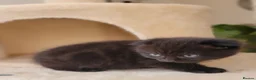 Scottish Fold cats for sale: Beautiful and healthy  Scottish fold mixed - Advert 9