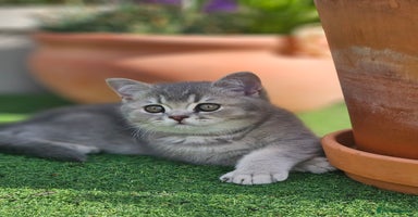 British Shorthair cats - Advert 11