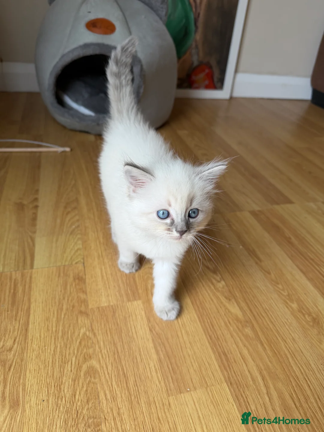 Ragdoll cats for sale: Female ragdoll kitten in Oxford - Advert 13