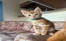 Domestic Shorthair cats for sale: Last 2 gorgeous ginger boys 🫶🏻 - Image 5