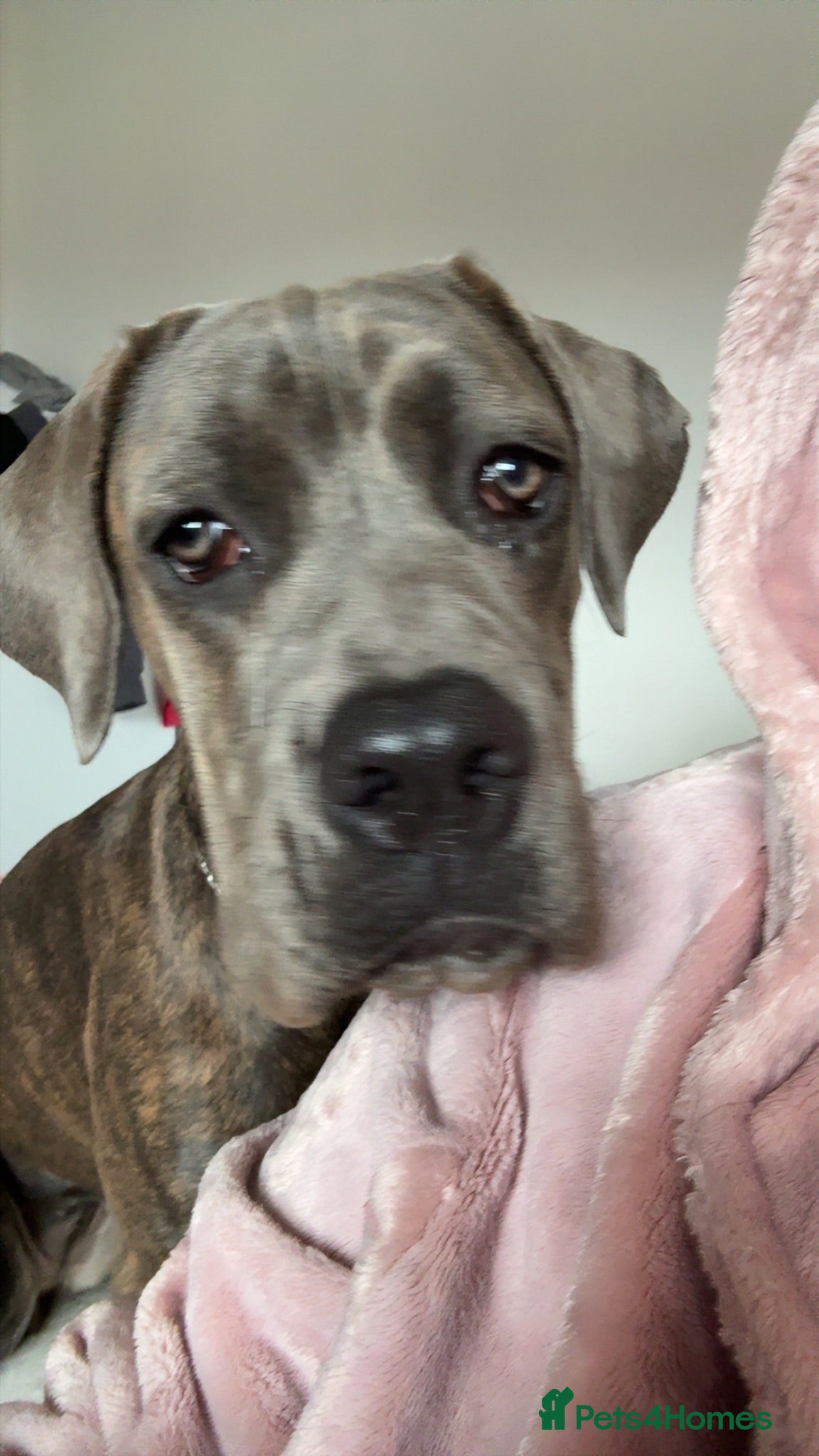Cane Corso dogs Female Cane Corso - Advert 1