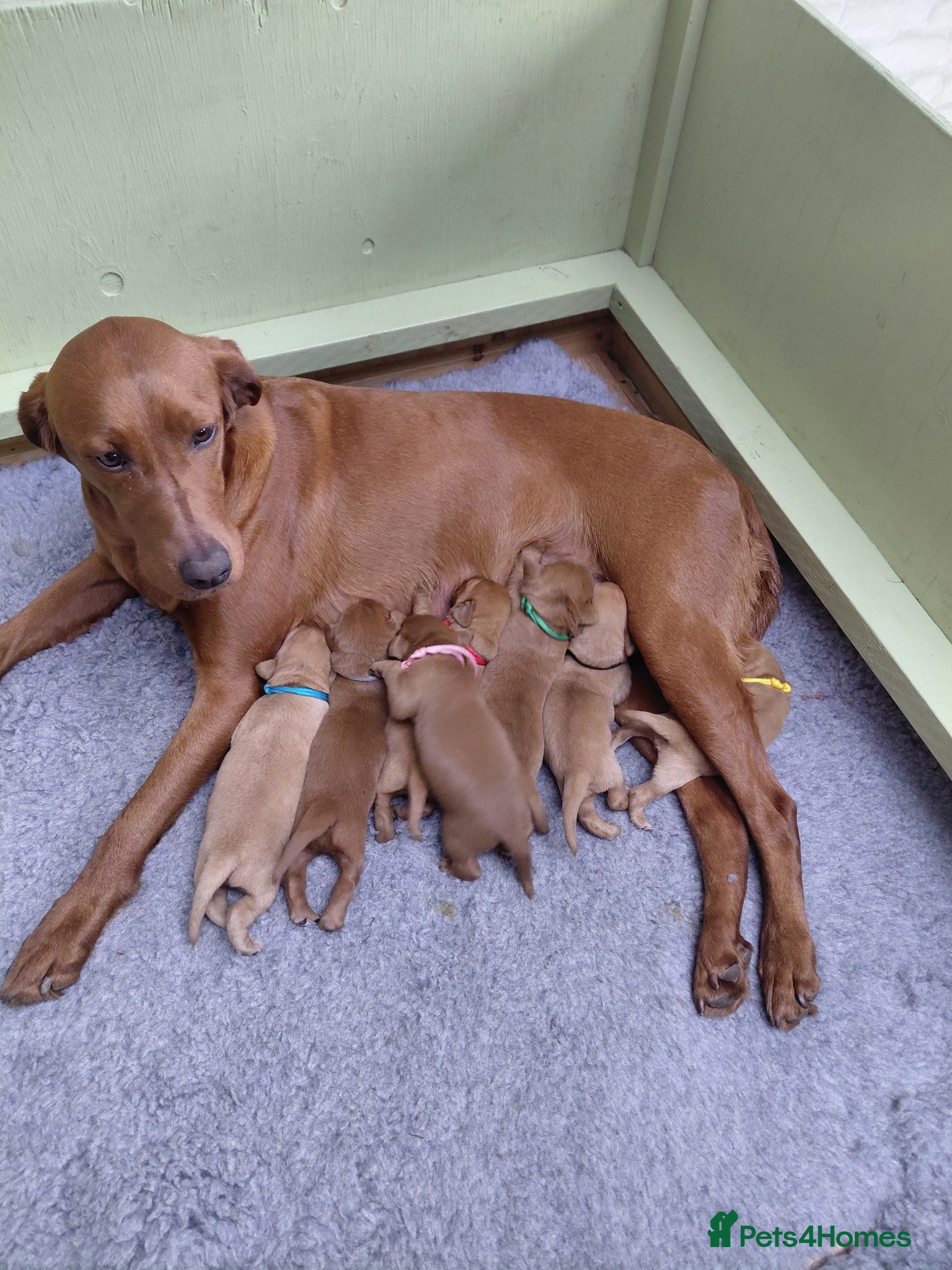 Labrador Retriever dogs Dark Foxred with Champion Working Boodline - Advert 1