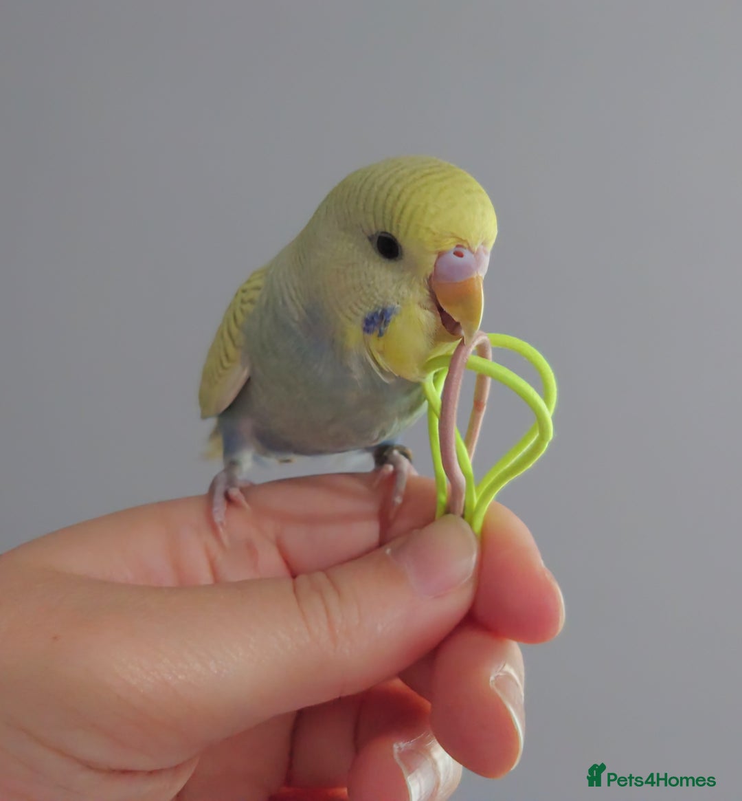 Budgerigars birds for sale: Hand reared silly tame baby budgies  - Image 7