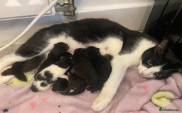 Oriental cats for sale: Kittens for sale.  - Image 2